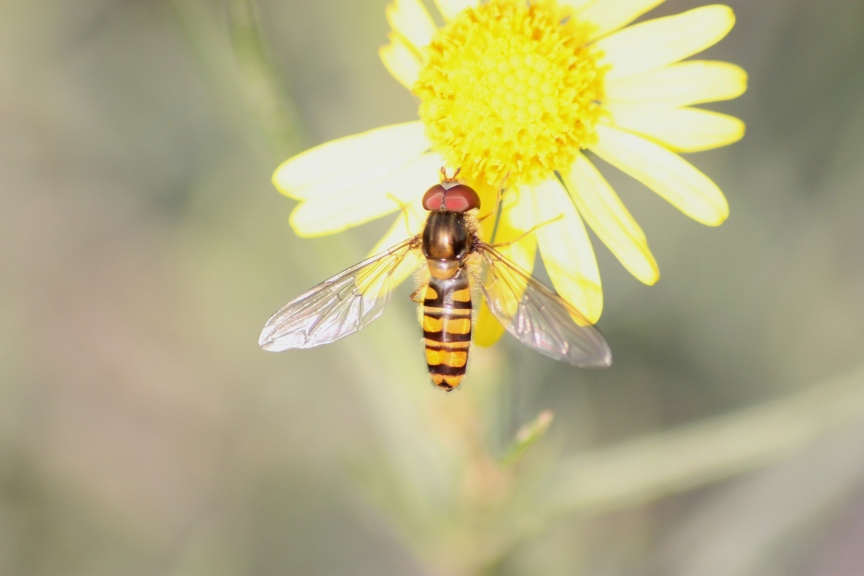 Episyrphus balteatus